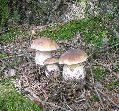 Pilze in der Umgebung des Gmosnhof in Mölten, Südtirol
